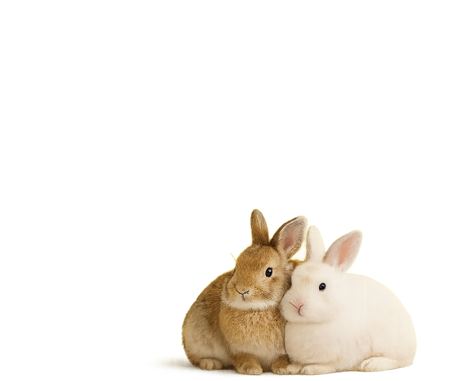 Two rabbits, one brown and one white